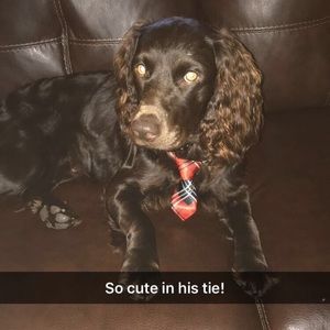 Meet your Posher, Abby